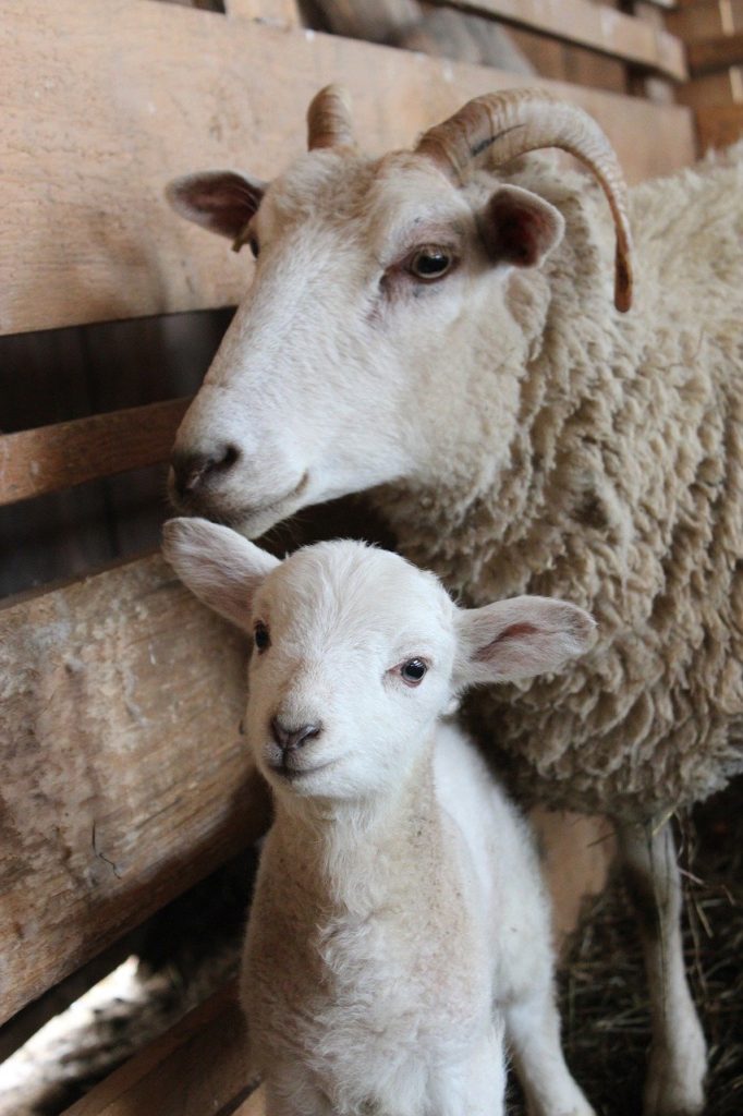 sheep, lamb, wool-4296302.jpg